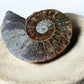 Ammolite fossil pair one side