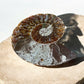 Ammolite fossil pair other side