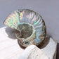 Ammolite fossil pair with iridescence