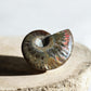 Ammolite whole fossil P with red iridescence