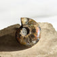 Ammolite whole fossil R