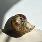 Ammolite whole fossil R back view