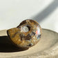 Ammolite whole fossil R side view