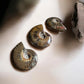 Ammolite whole fossils in a row