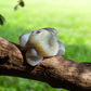 Druzy agate crystal frog on a tree