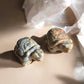 Crazy lace agate turtles crystal figurines